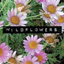 Wildflowers Agency